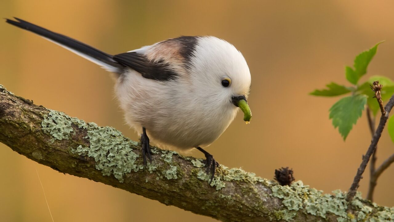 木の枝で小さな虫をくわえているシマエナガのイメージ