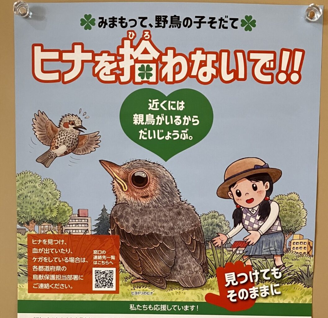 ひなを拾わない運動ポスター