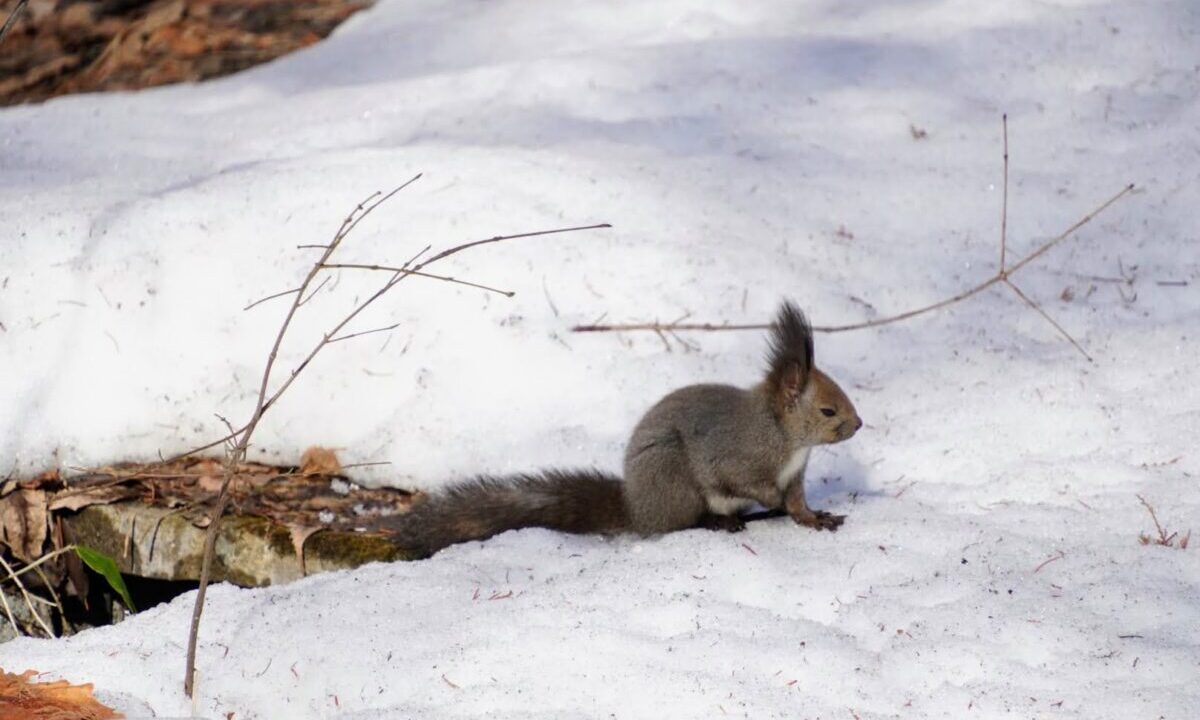 雪の上のエゾリス