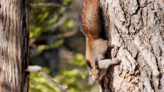 エゾリス　降りる