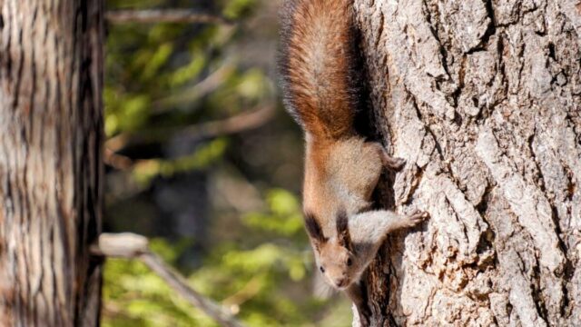 エゾリス　降りる