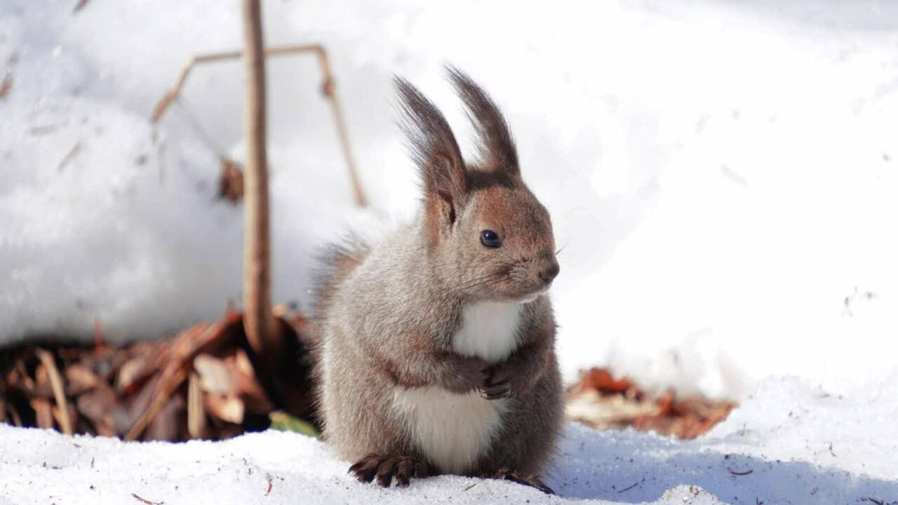 エゾリス　佇む