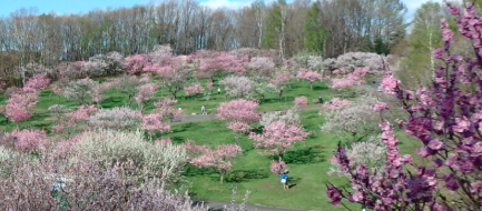 平岡公園