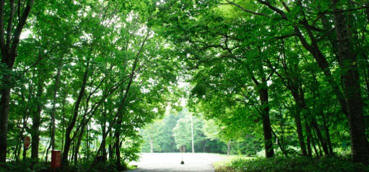 野幌森林公園