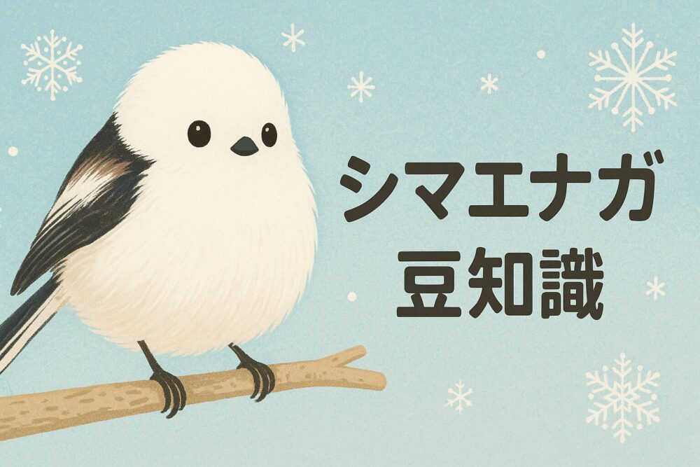 シマエナガの豆知識