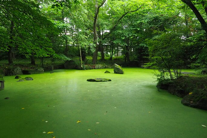緑の池