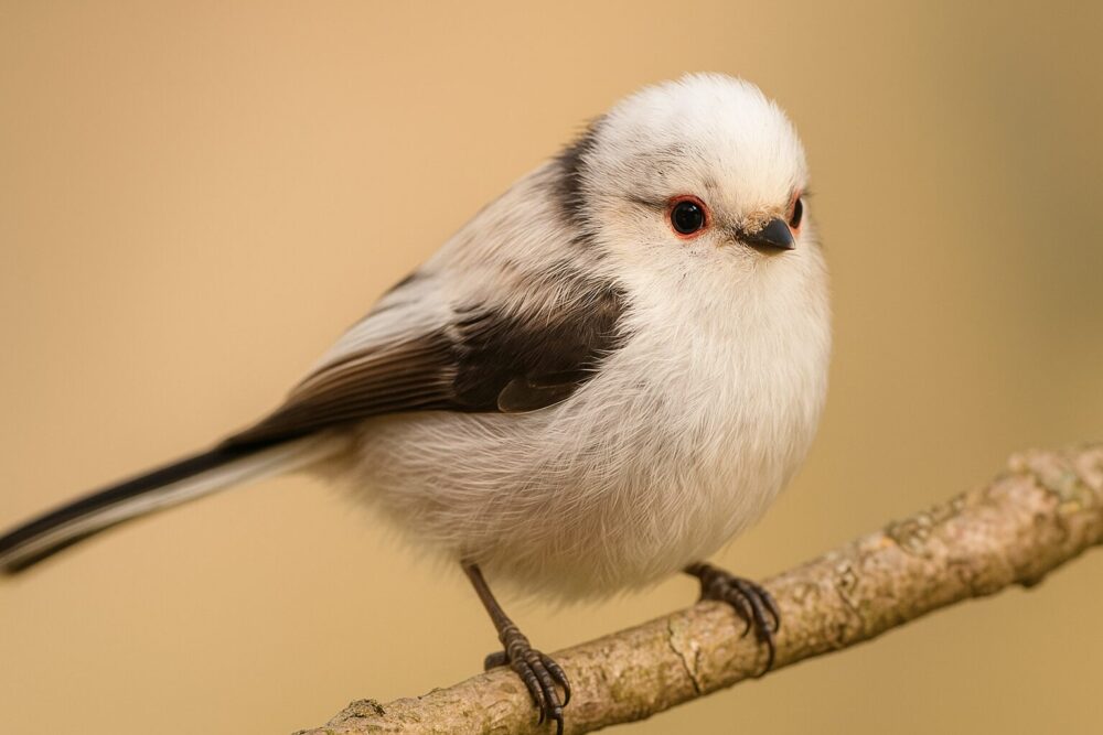 シマエナガ　幼鳥　変化