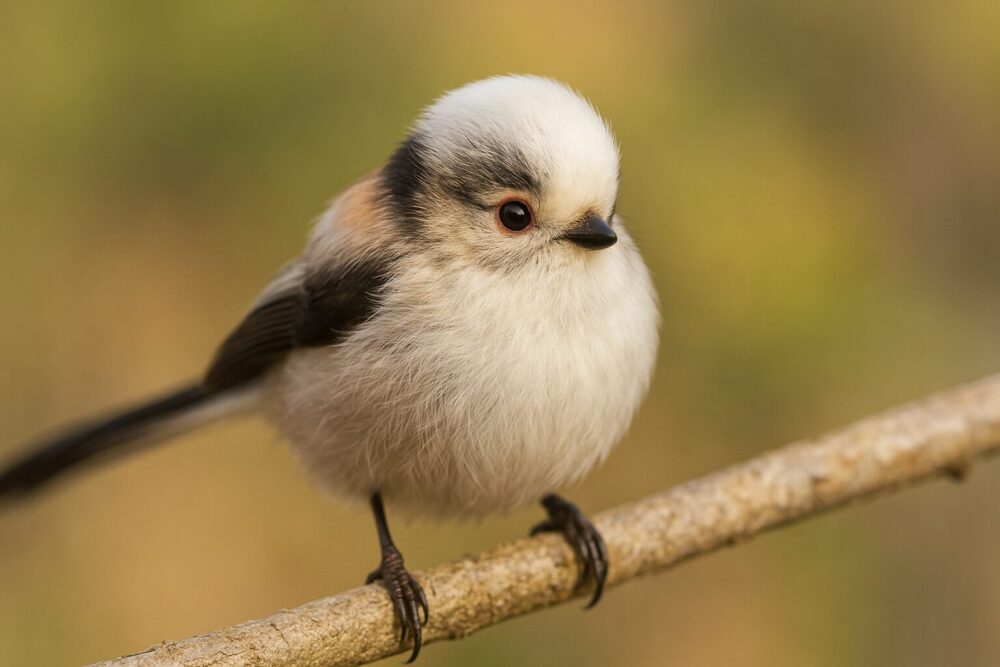 幼鳥シマエナガの目