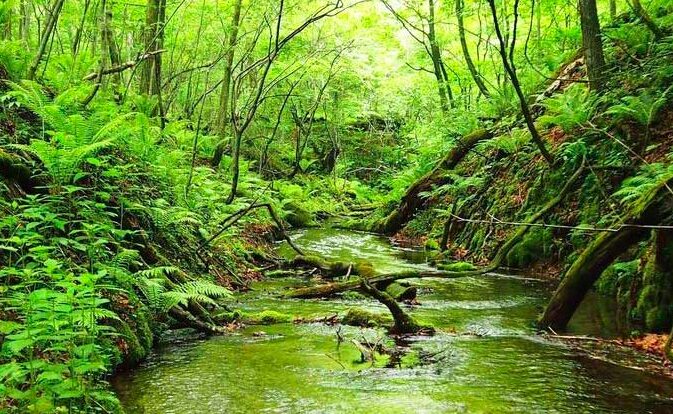 北大苫小牧研究林