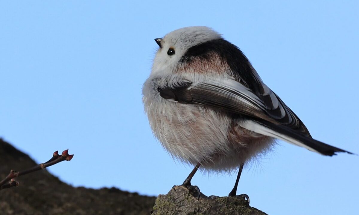 物思うシマエナガ