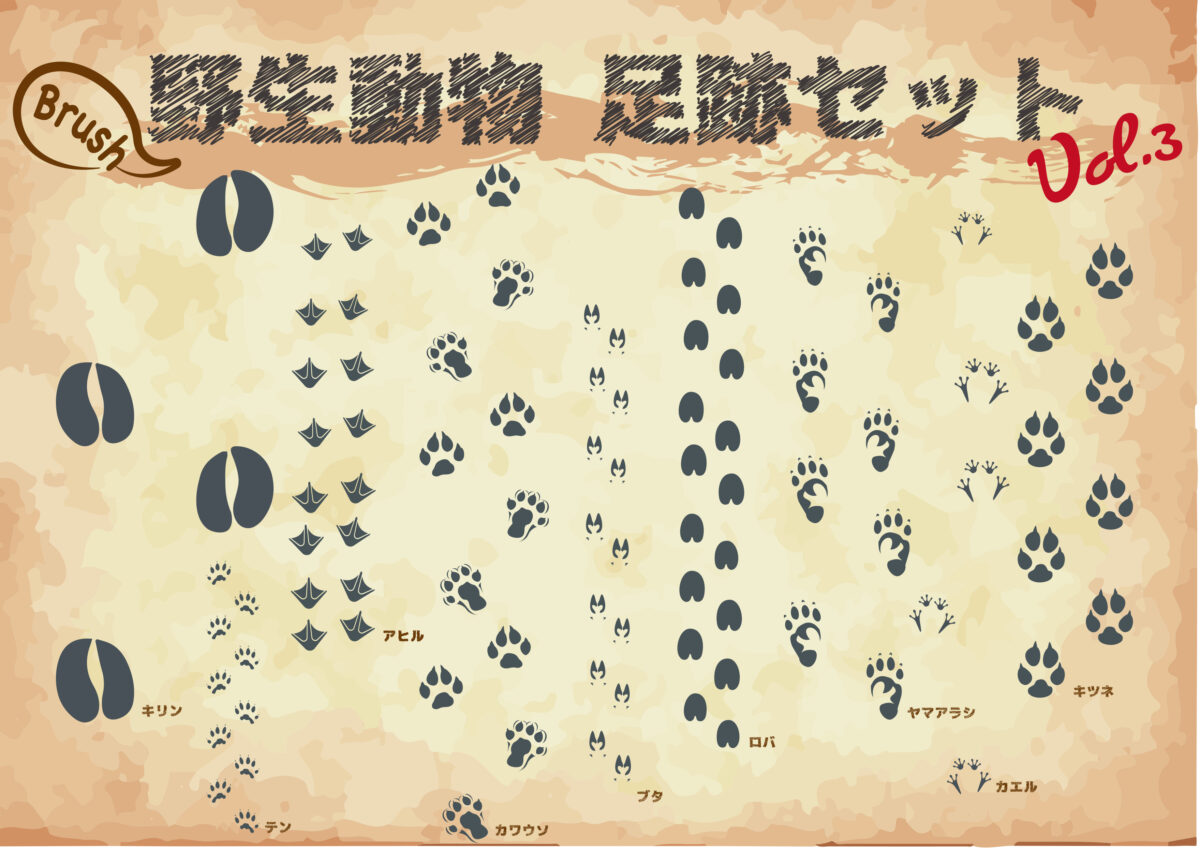 足跡セット