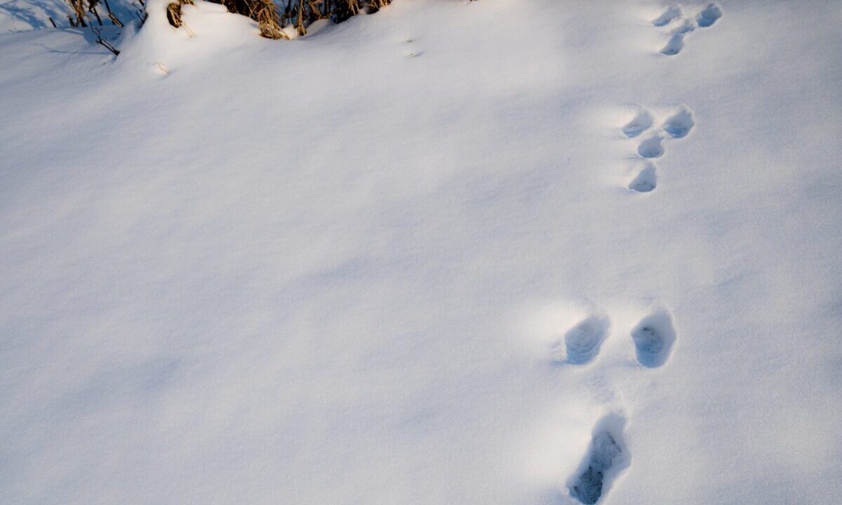 雪うさぎ足跡