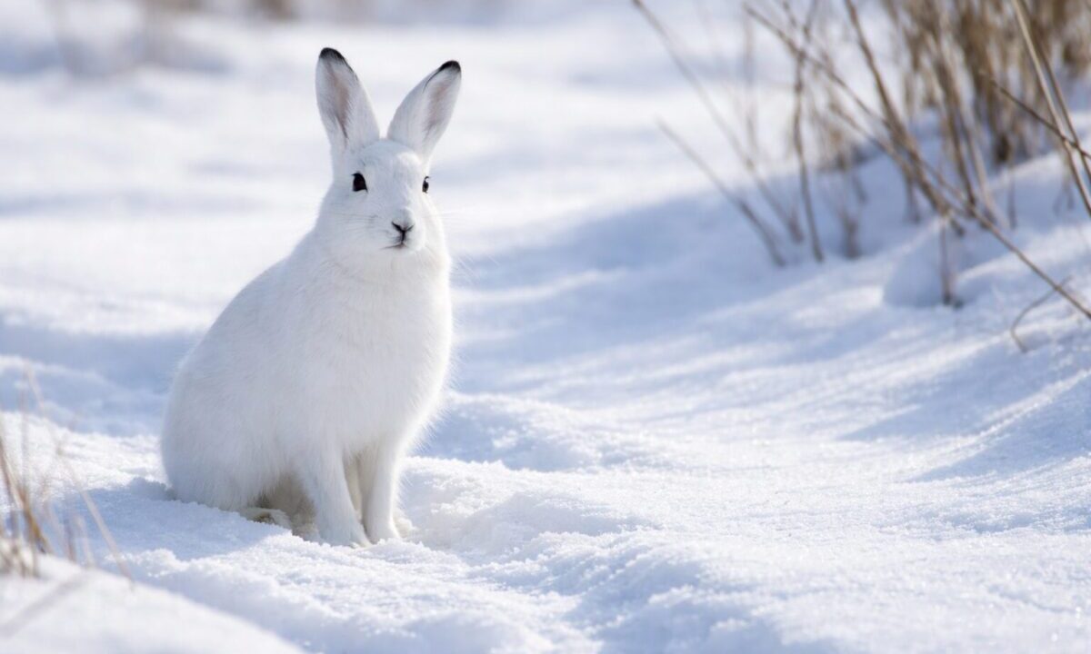 エゾ雪うさぎ　佇む