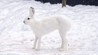 エゾ雪うさぎ　たつ