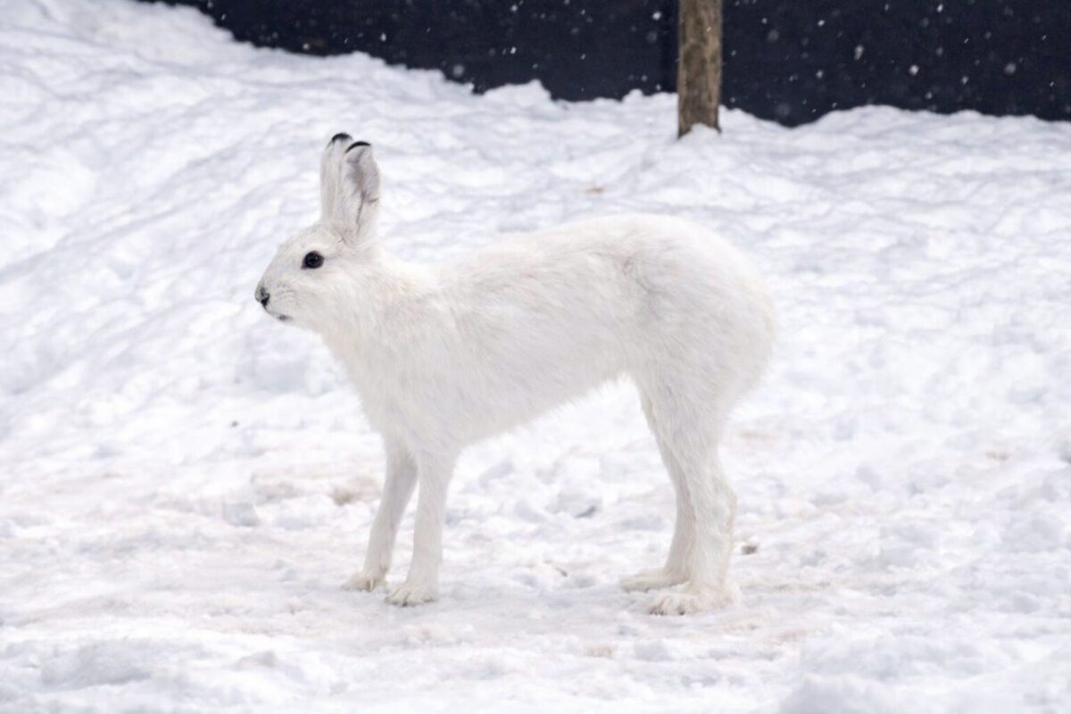 エゾユキウサギの足はなぜ長い？雪で沈まない秘密