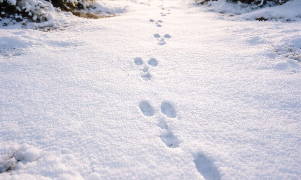 エジユキウサギ　足跡