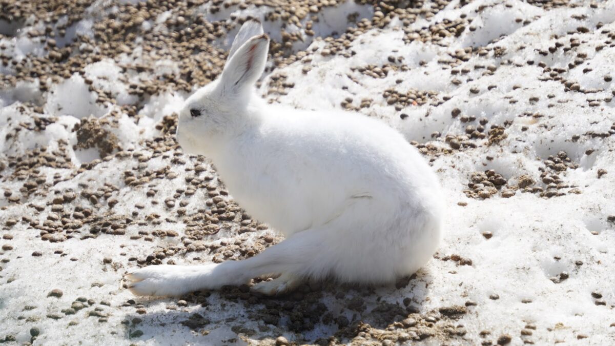 エゾ雪うさぎ　足