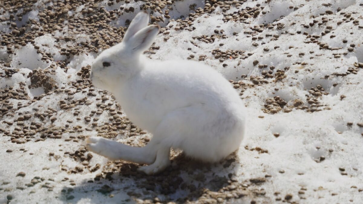 エゾ雪うさぎ　後ろ足大きい