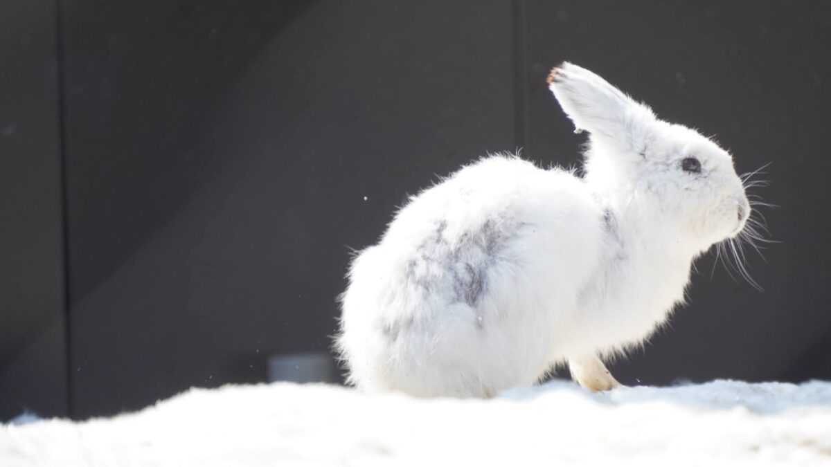エゾ雪うさぎ　換毛