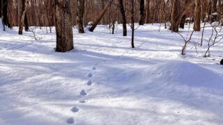 雪に残る足あと