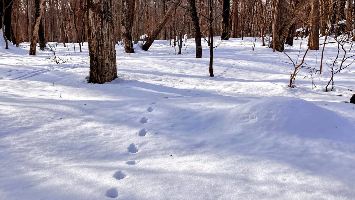 雪に残る足あと