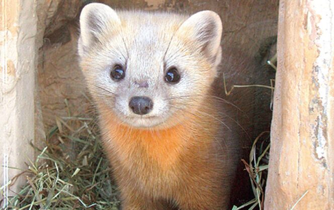 エゾクロテン アーカイブ - もふもふ動物ほっかいどう