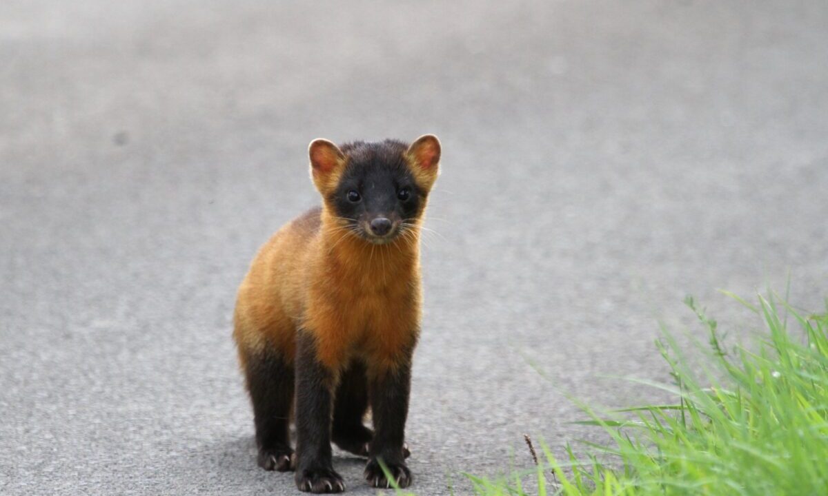 ホンドテン夏毛