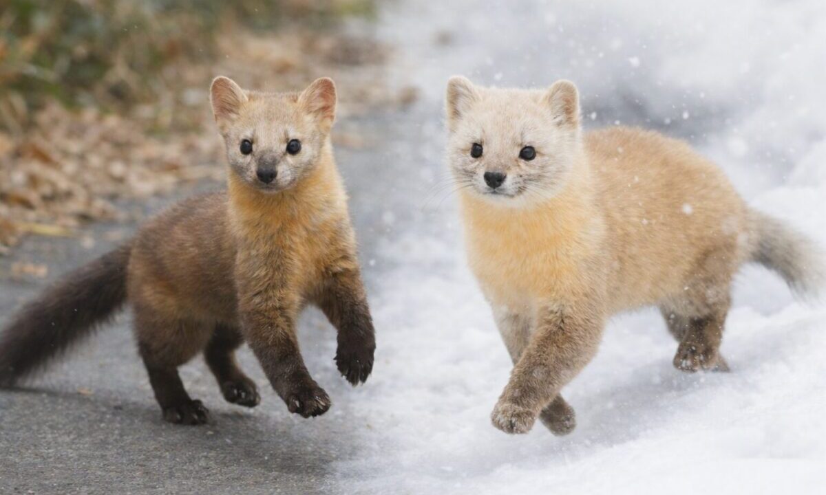 夏毛と冬毛のエゾクロテン