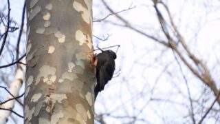 旭山記念公園3月のクマゲラのメス