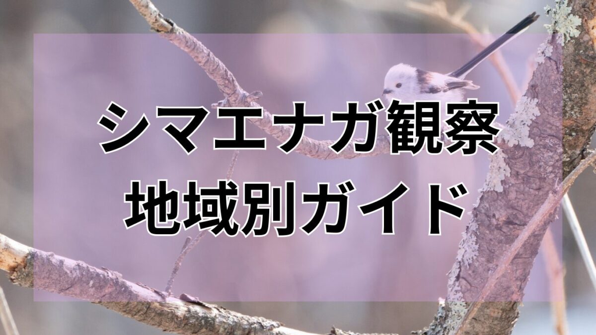 シマエナガ　地域別ガイド