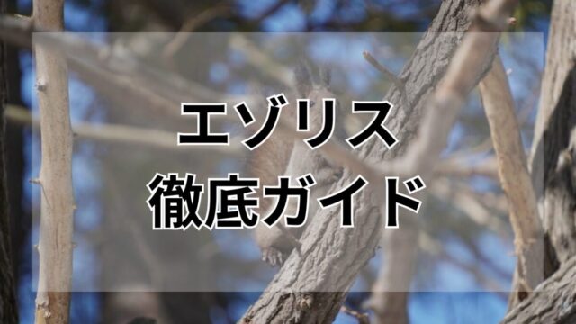 エゾリス徹底ガイド