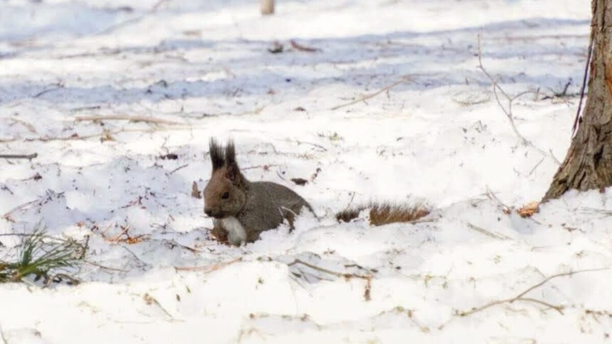 エゾリス　探す