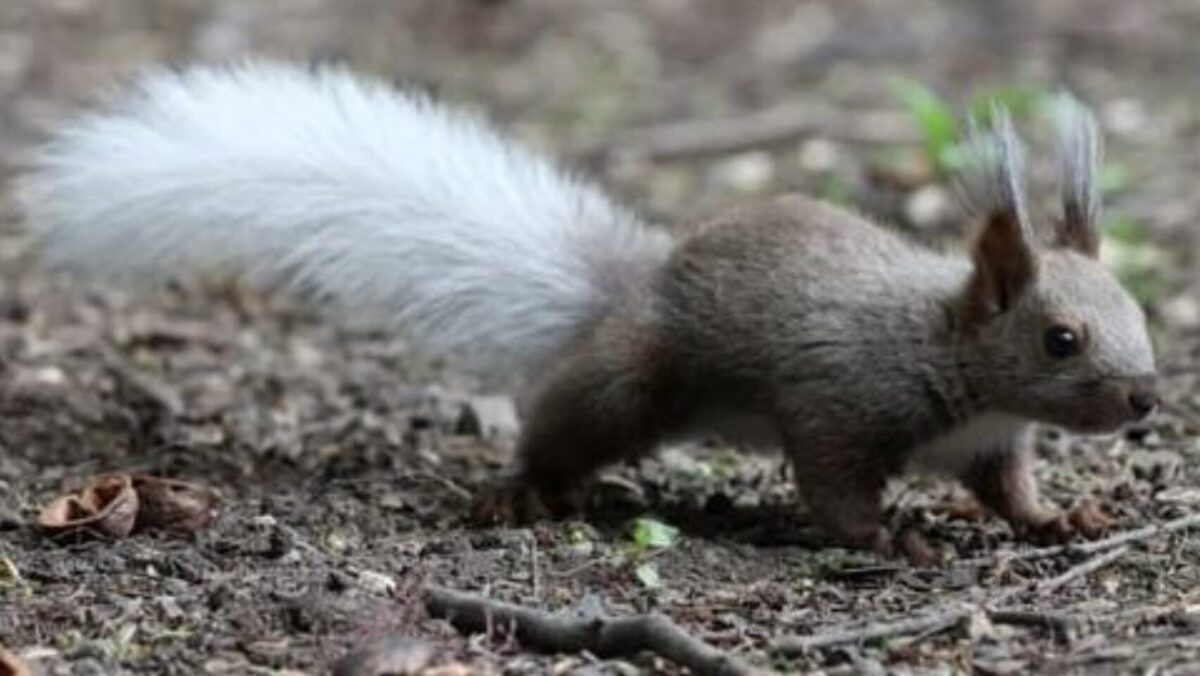 尻尾が白いエゾリス