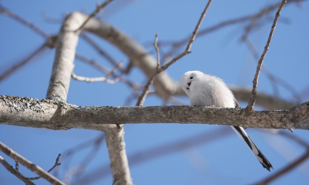 シマエナガポーズ