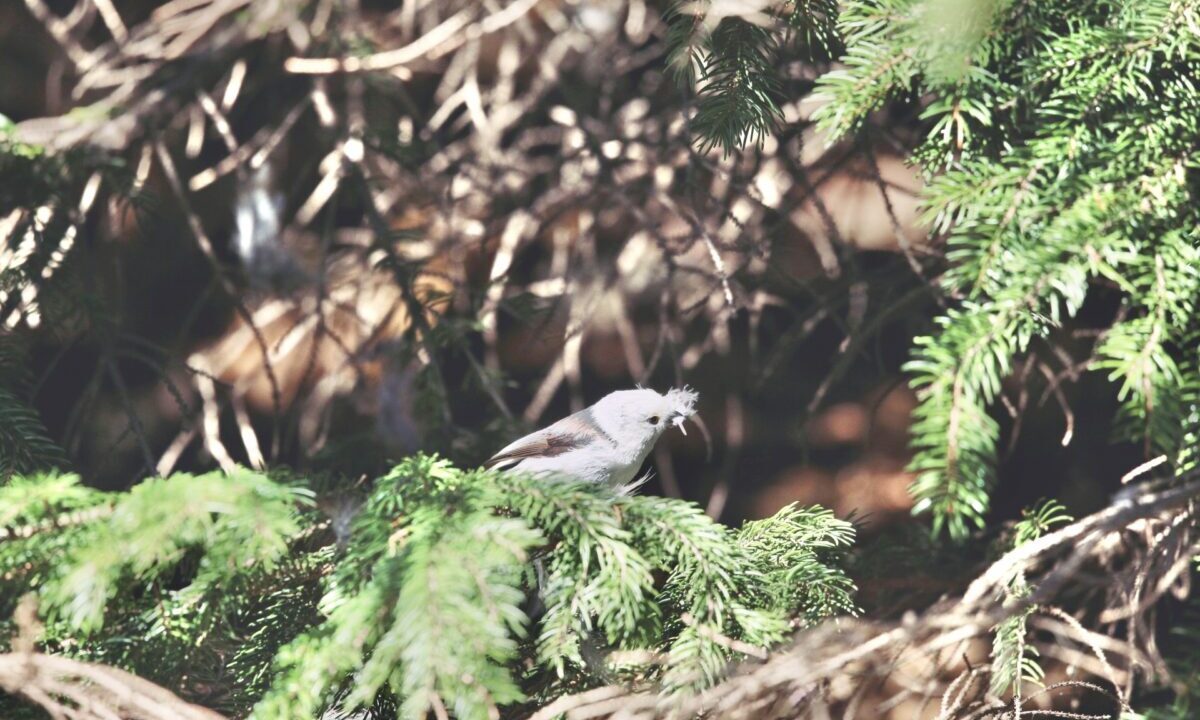 シマエナガ　巣材集め