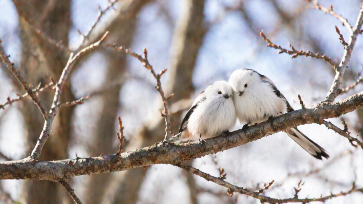 仲良い鳥