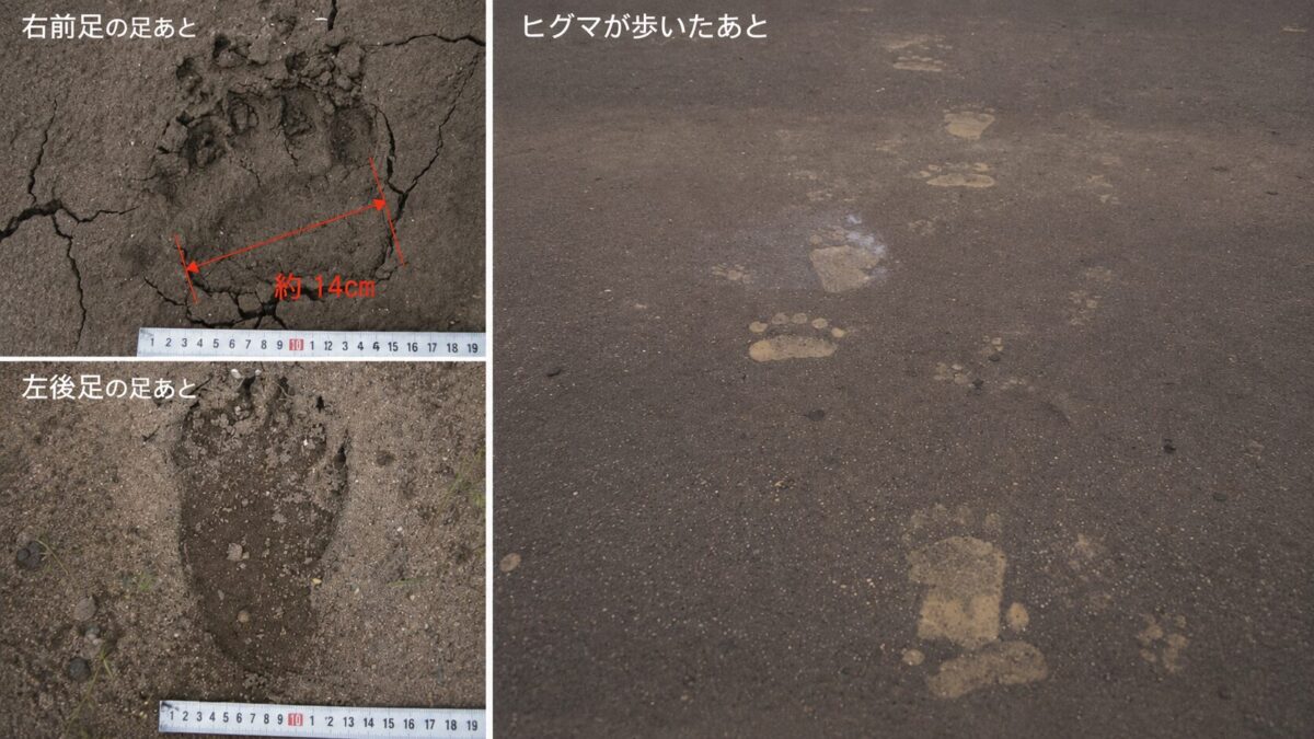 ヒグマの足跡