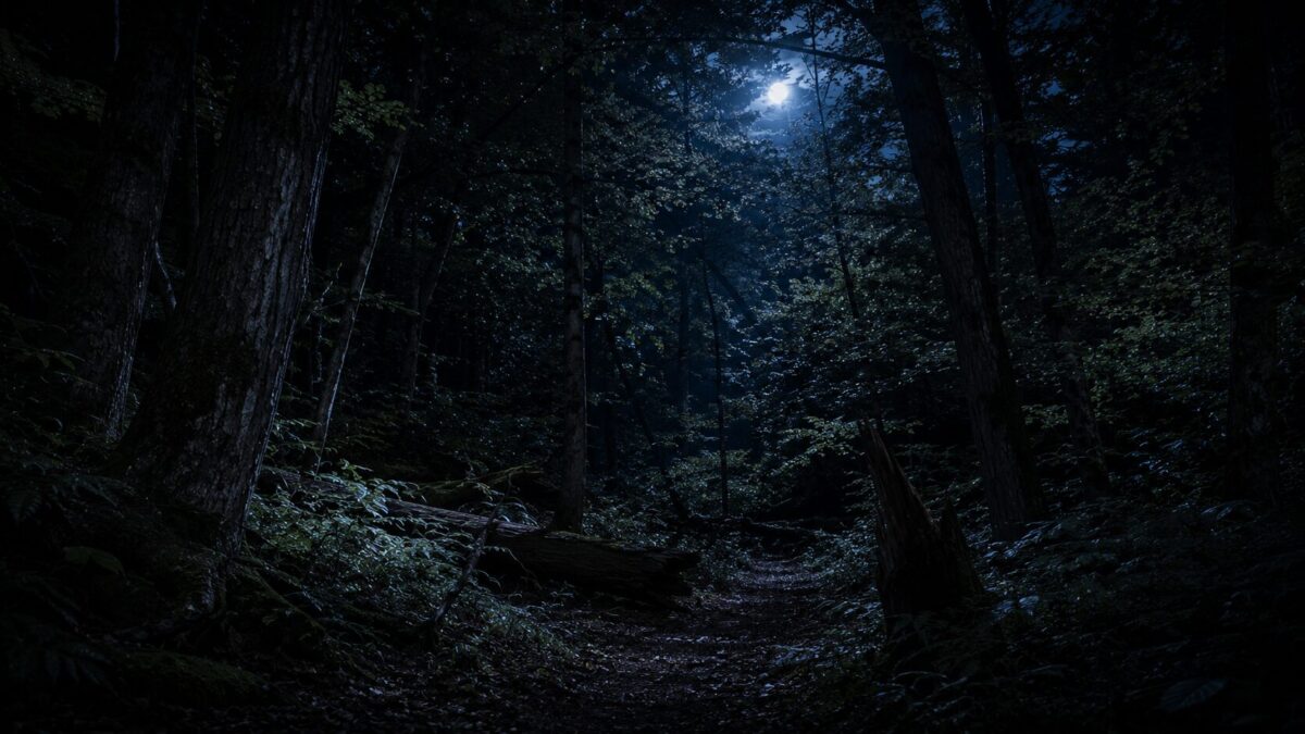 夜の林