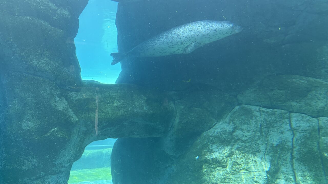 円山動物園ゴマフアザラシ