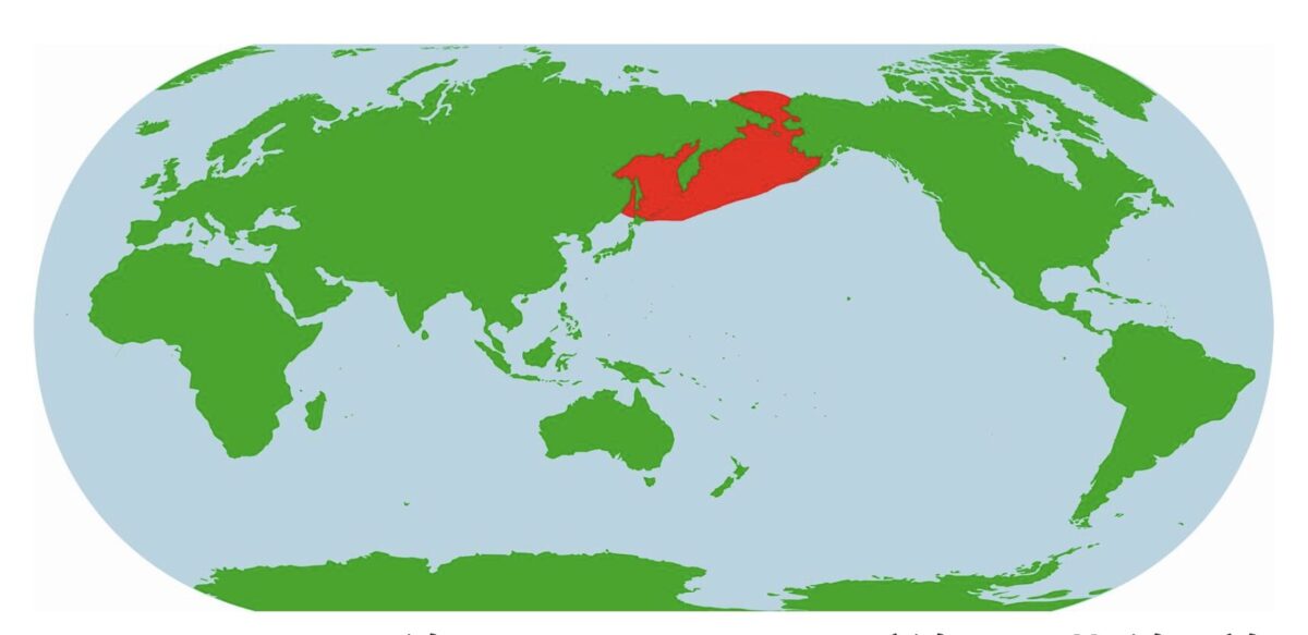 ゴマフアザラシ分布図