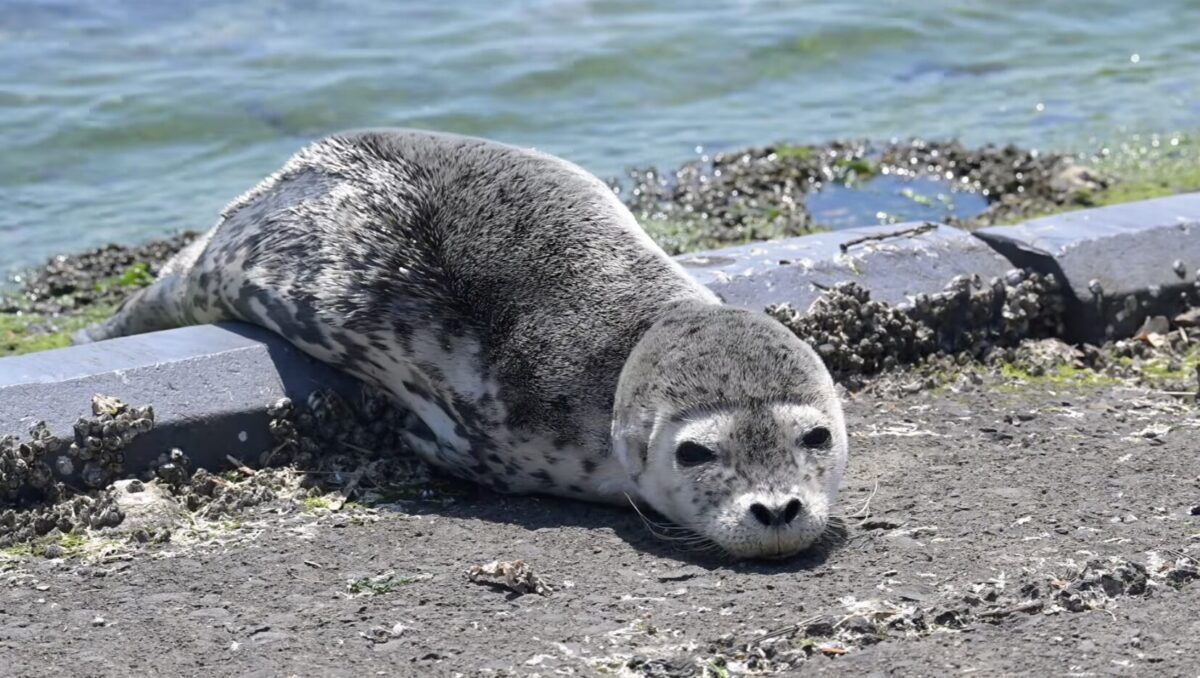 アザラシの赤ちゃん