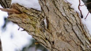 1月の円山公園で木の幹を登るキバシリを撮影した様子