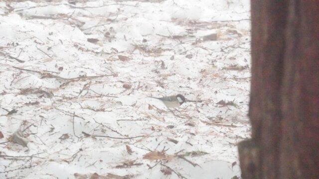 2月の帯広で雪の上に降り立つハシブトガラ