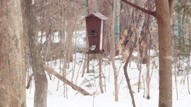 2月の帯廣神社の餌台で餌をついばむハシブトガラ