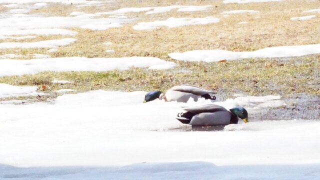 2月の帯広緑ヶ丘公園の雪解けした芝で休むマガモ