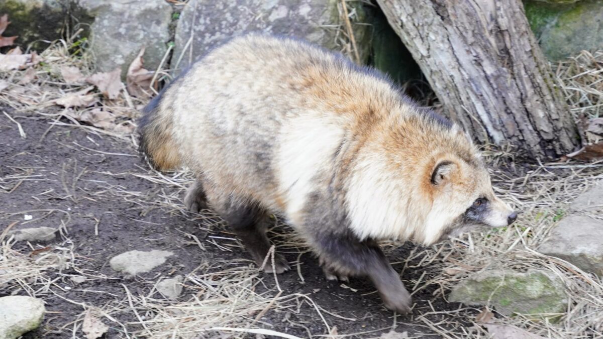 3月の円山公園で森の中を歩くエゾタヌキ