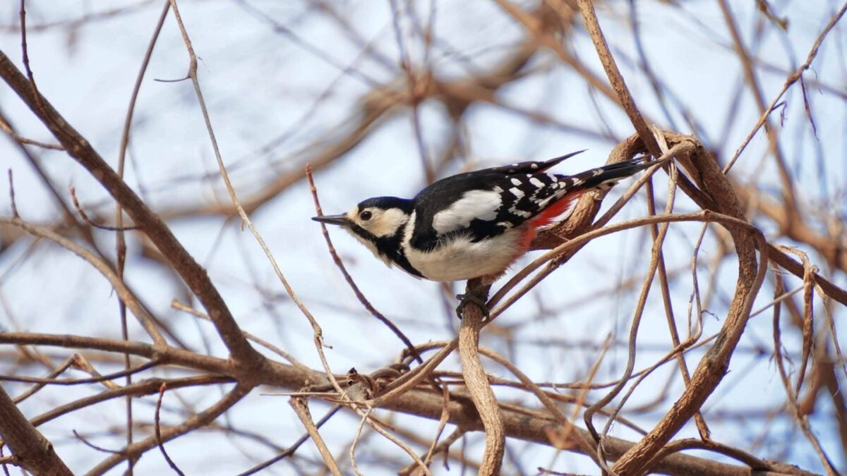 3月の旭山記念公園で枝に止まるアカゲラ
