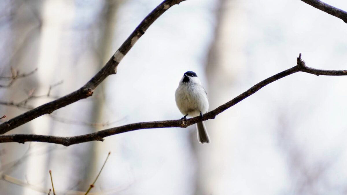 3月の旭山記念公園で枝に止まるハシブトガラ