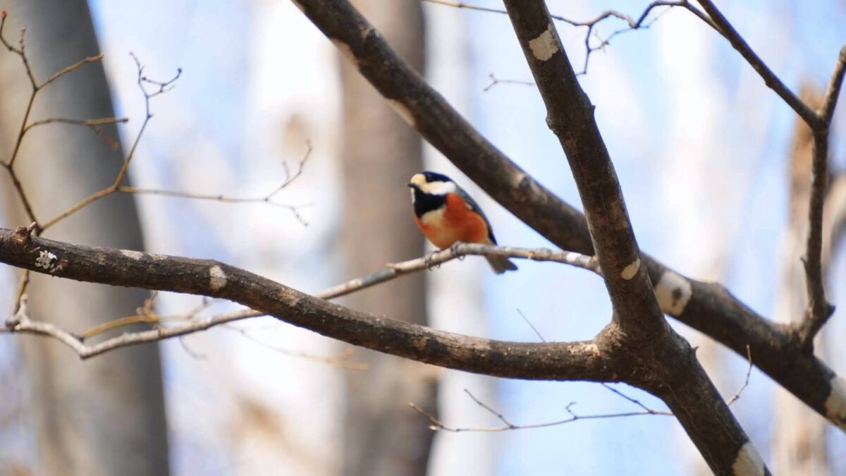 3月の旭山記念公園で枝に止まるヤマガラ