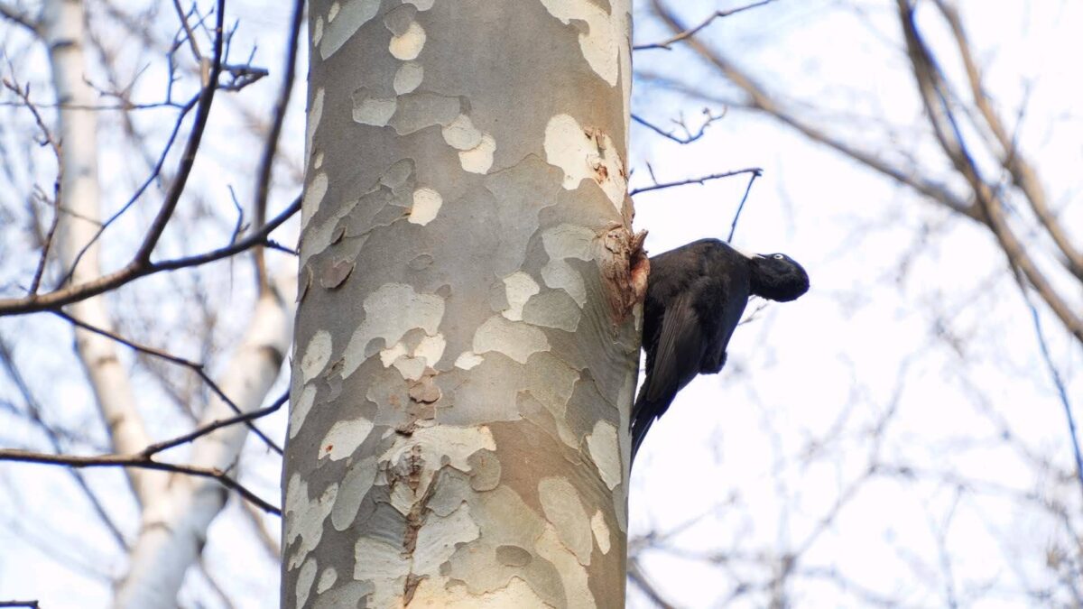3月の旭山記念公園で木の幹をつついているクマゲラのメス